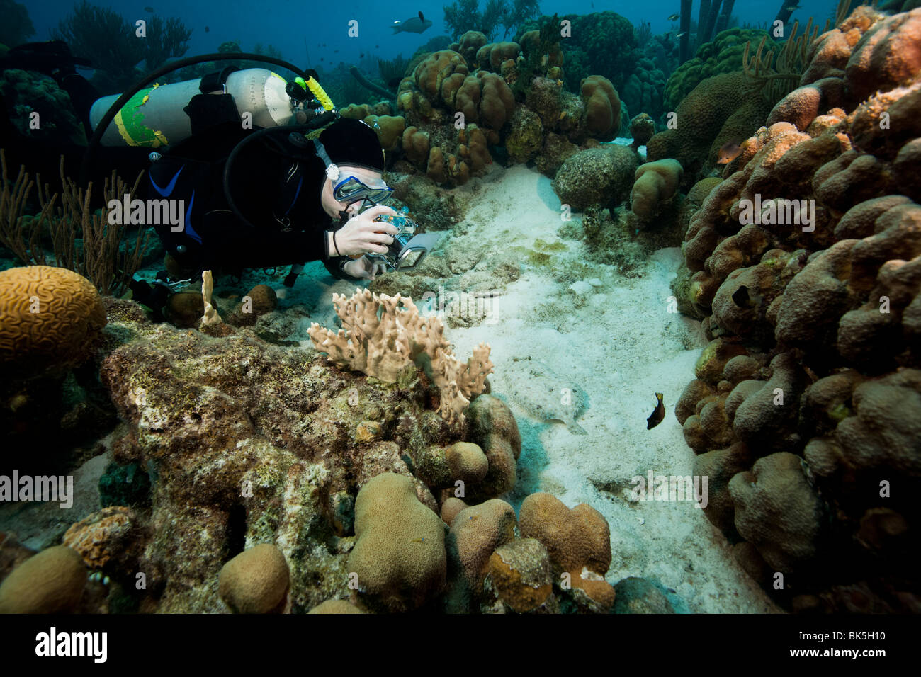 Scuba Diver Fotografieren ein Pfau Flunder (Bothus Lunatus) an einem tropischen Korallenriff Stockfoto