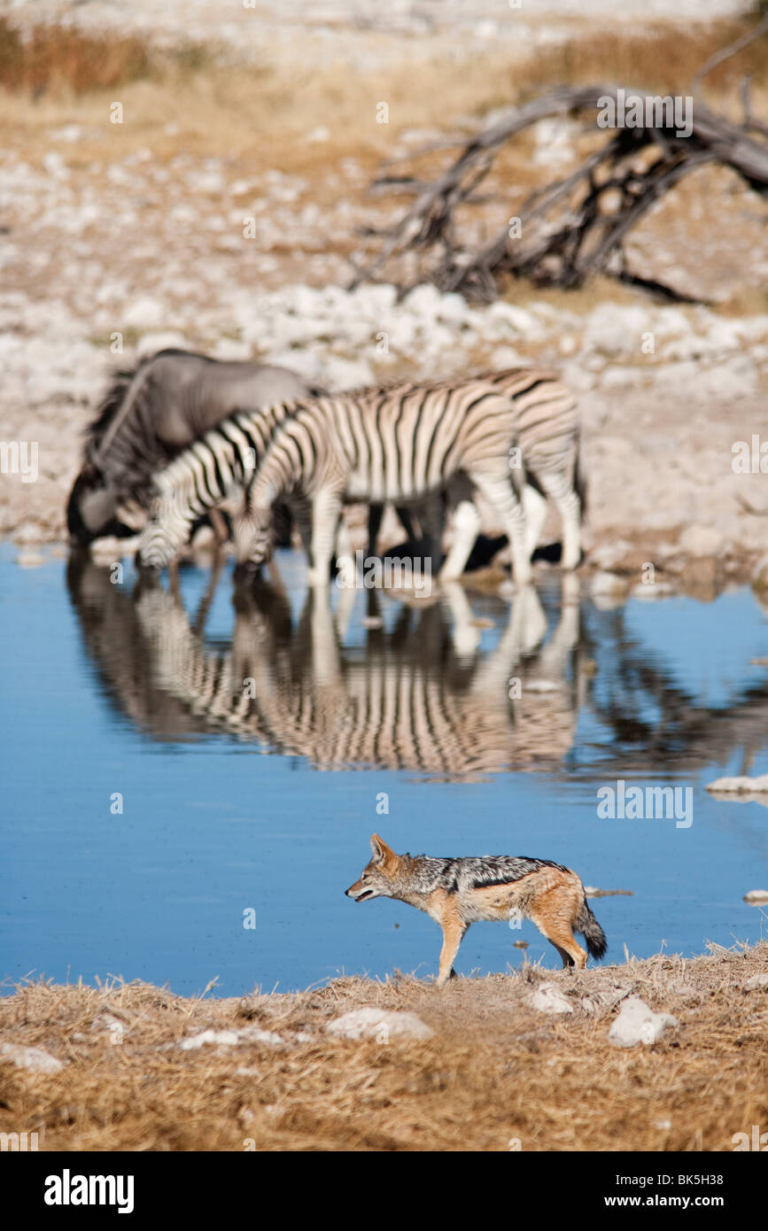 Blackbacked Jackal (Canis Mesomelas), Okaukuejo Wasserloch, Etosha Nationalpark, Namibia, Afrika Stockfoto