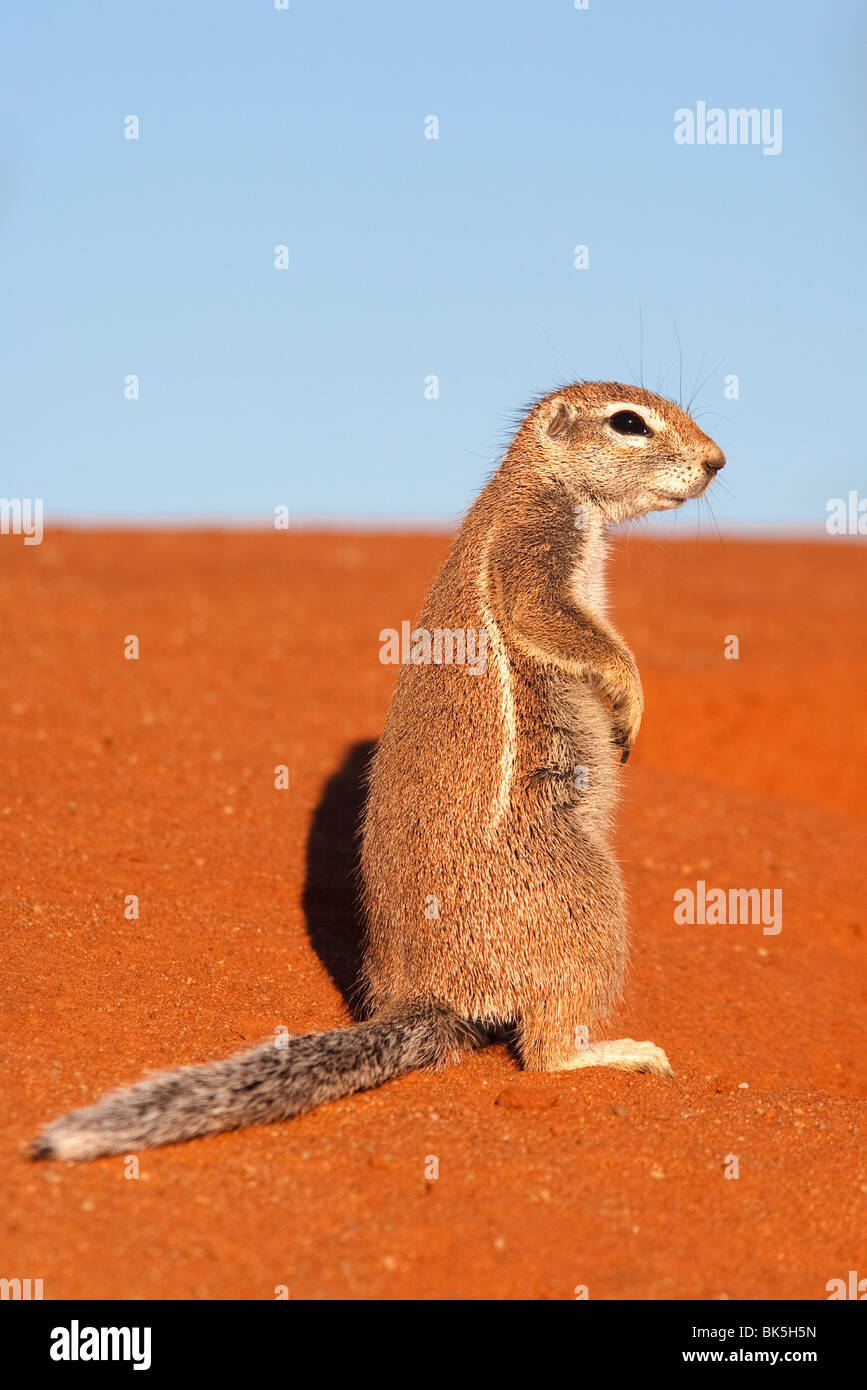 Erdhörnchen (Xerus inauris), Kgalagadi Transfrontier Park, Northern Cape, Südafrika, Afrika Stockfoto