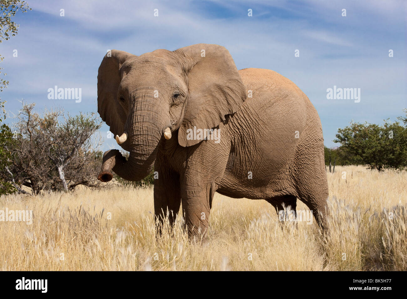 Wüste Elefant (Loxodonta Africana), Kunene-Region, Namibia, Afrika Stockfoto
