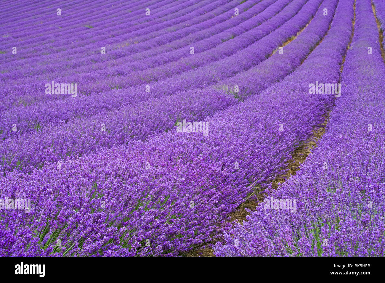 Lavendel-Feld in der Nähe von Chichester, West Sussex, England, Vereinigtes Königreich, Europa Stockfoto