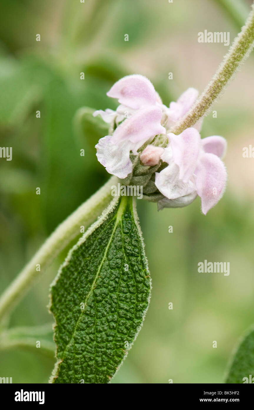 Nahaufnahme eines gemeinsamen Salbei, Salvia Officinalis, blühen im Eden Project in Cornwall Stockfoto