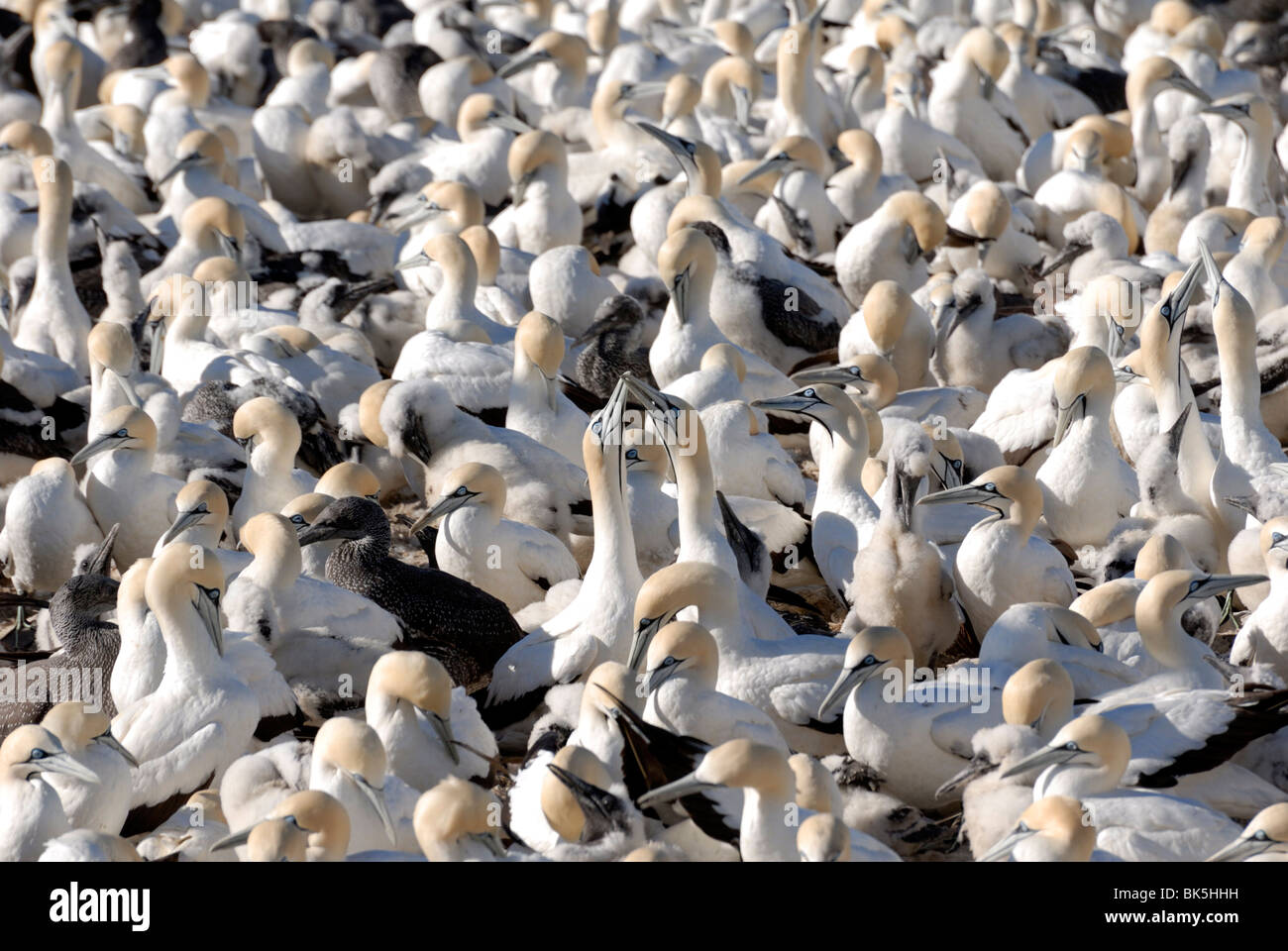 Tölpel Kolonie, Lamberts Bay, Südafrika, Afrika Stockfoto