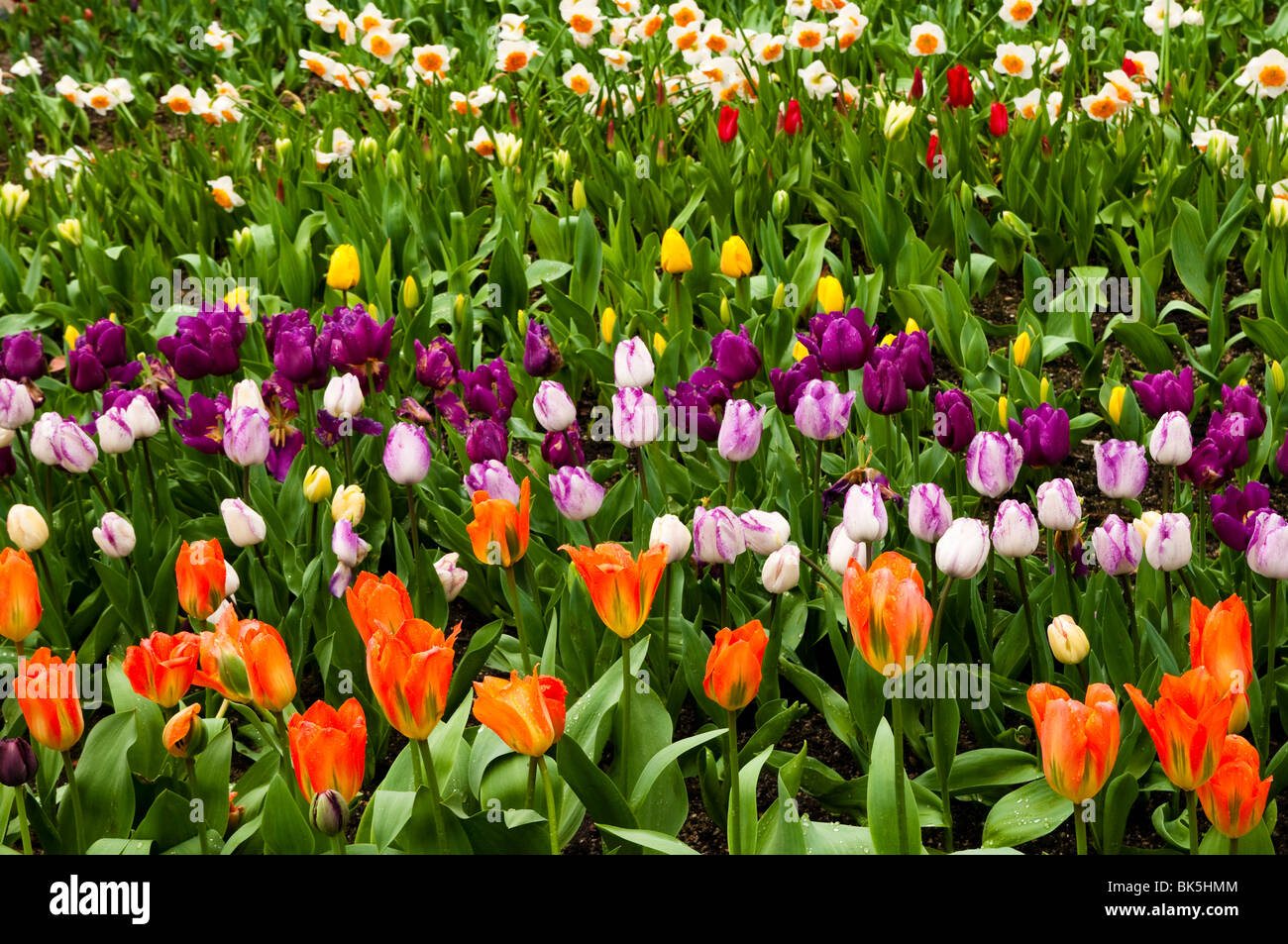 Narzissen und tulpe Fotos und Bildmaterial in hoher Auflösung Alamy