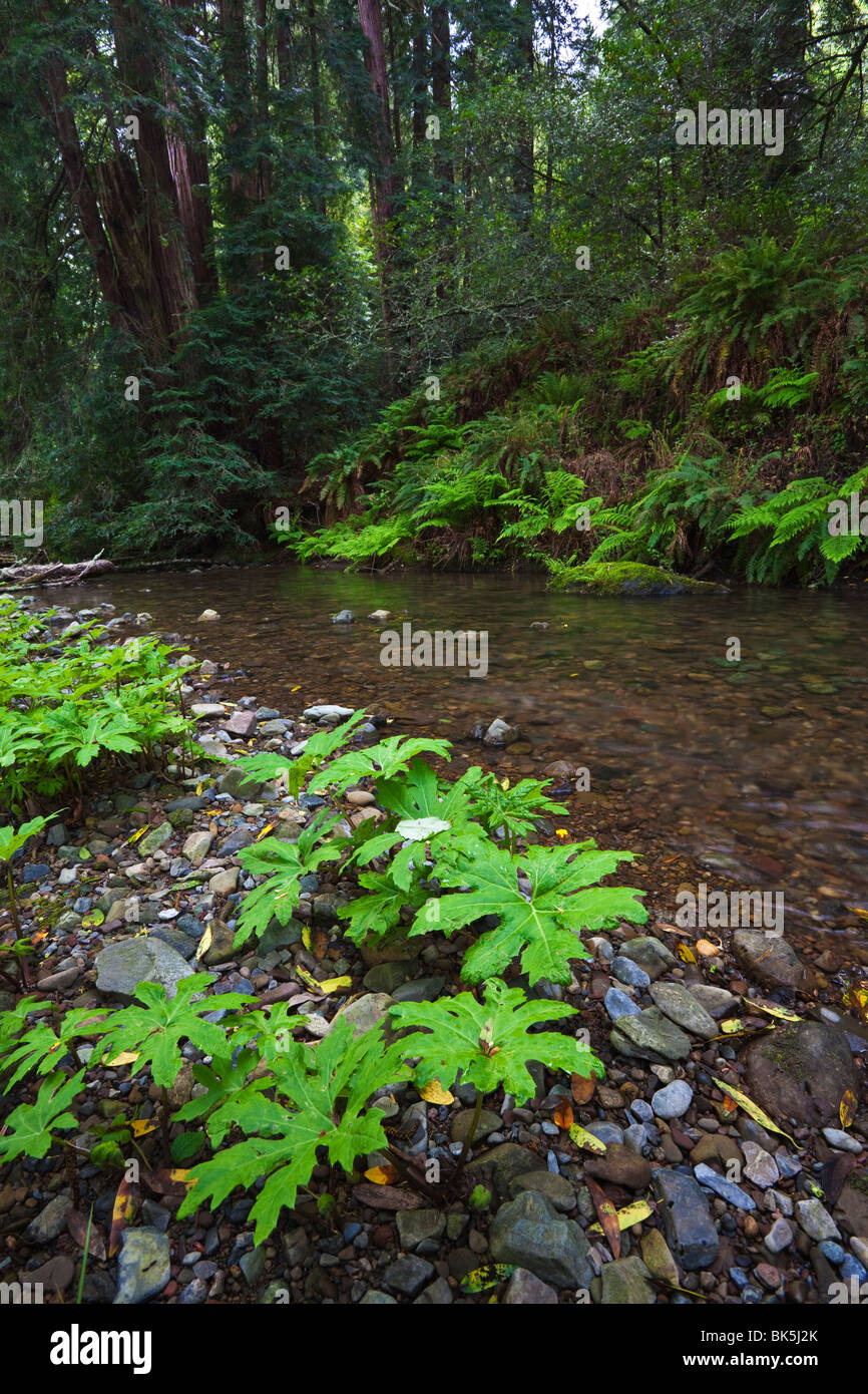 Bergbach im Muir Woods National Monument nördlich von San Francisco, Kalifornien Stockfoto