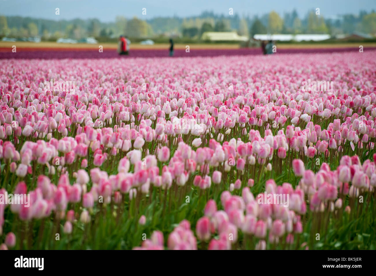 Bei den RoozenGaarde Tulpenfelder sind die Blumen in voller Frühling Blüte mit bunten Reihen von rot, rosa und Purpur. Stockfoto