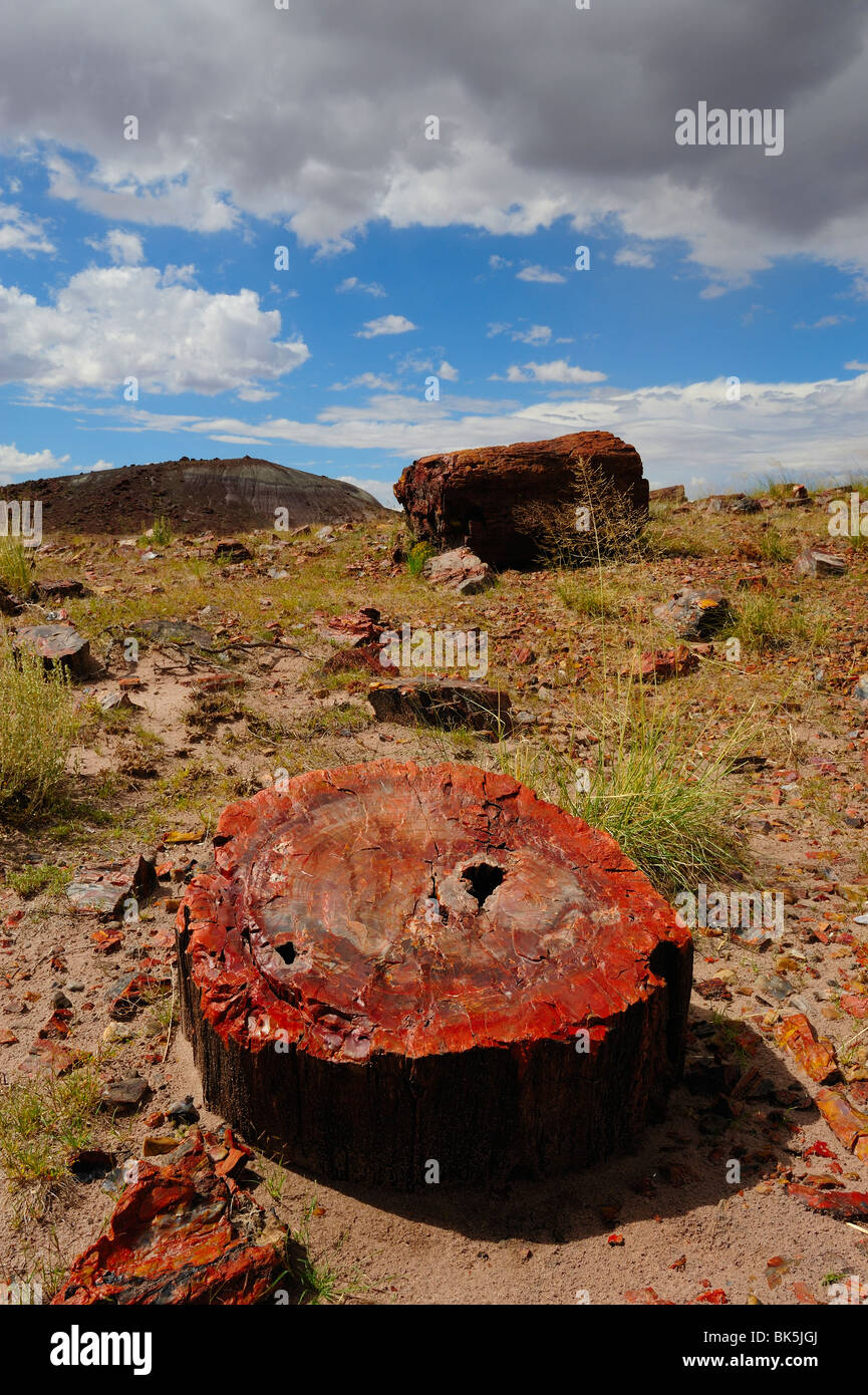 Abschnitt von einem versteinerten Baumstamm im Petrified Forest National Park, Arizona, USA Stockfoto