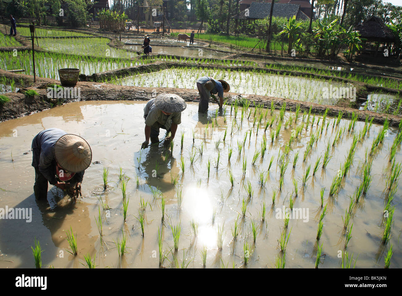 Pflanzen Reis, Reis Felder, Nord-Thailand, Thailand, Südostasien, Asien Stockfoto