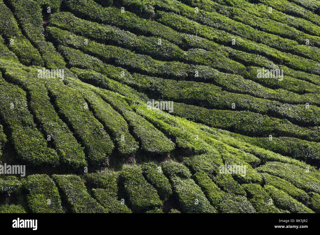 Ansicht der BOH-Teeplantage, Cameron Highlands, Malaysia, Südostasien, Asien Stockfoto