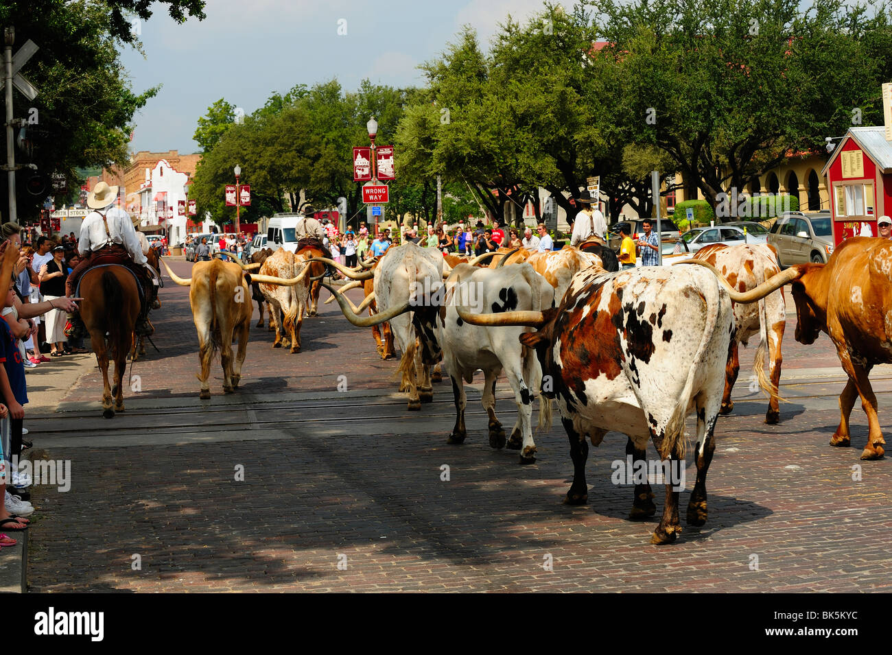 Texas rinder -Fotos und -Bildmaterial in hoher Auflösung – Alamy