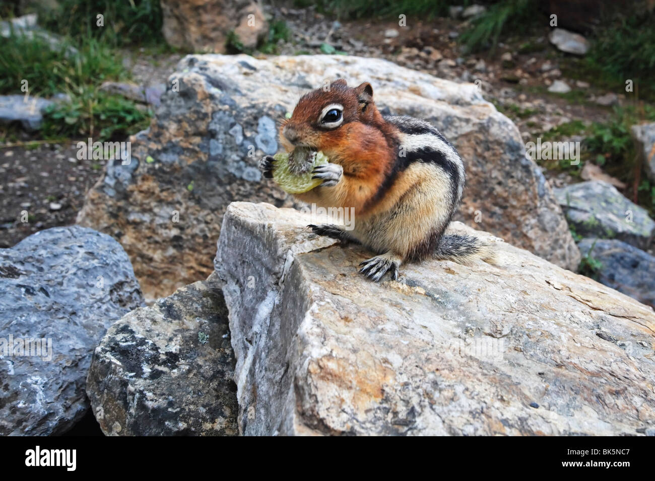 Streifenhörnchen knabbert an eine getrocknete Kiwi Snack, Alberta, Kanada Stockfoto