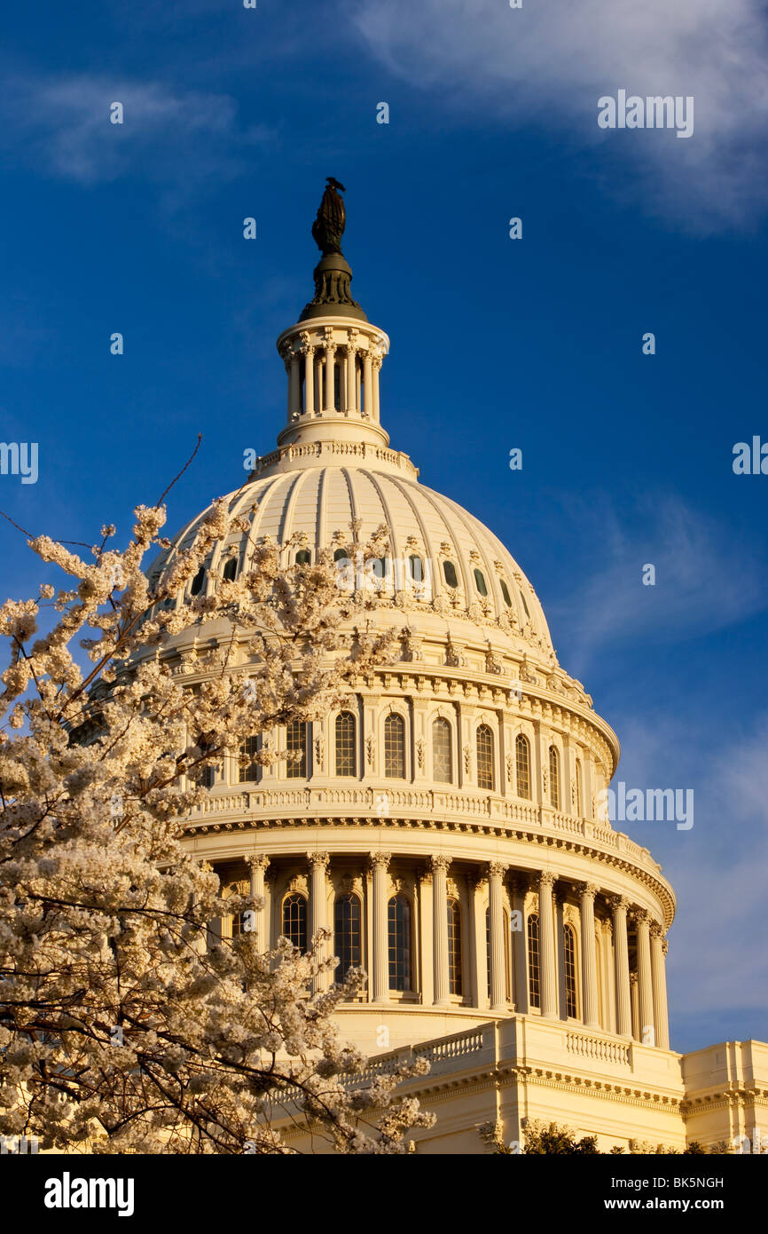 US Capitol Building mit blühenden Kirschbäume Bäume im Frühling, Washington DC USA Stockfoto