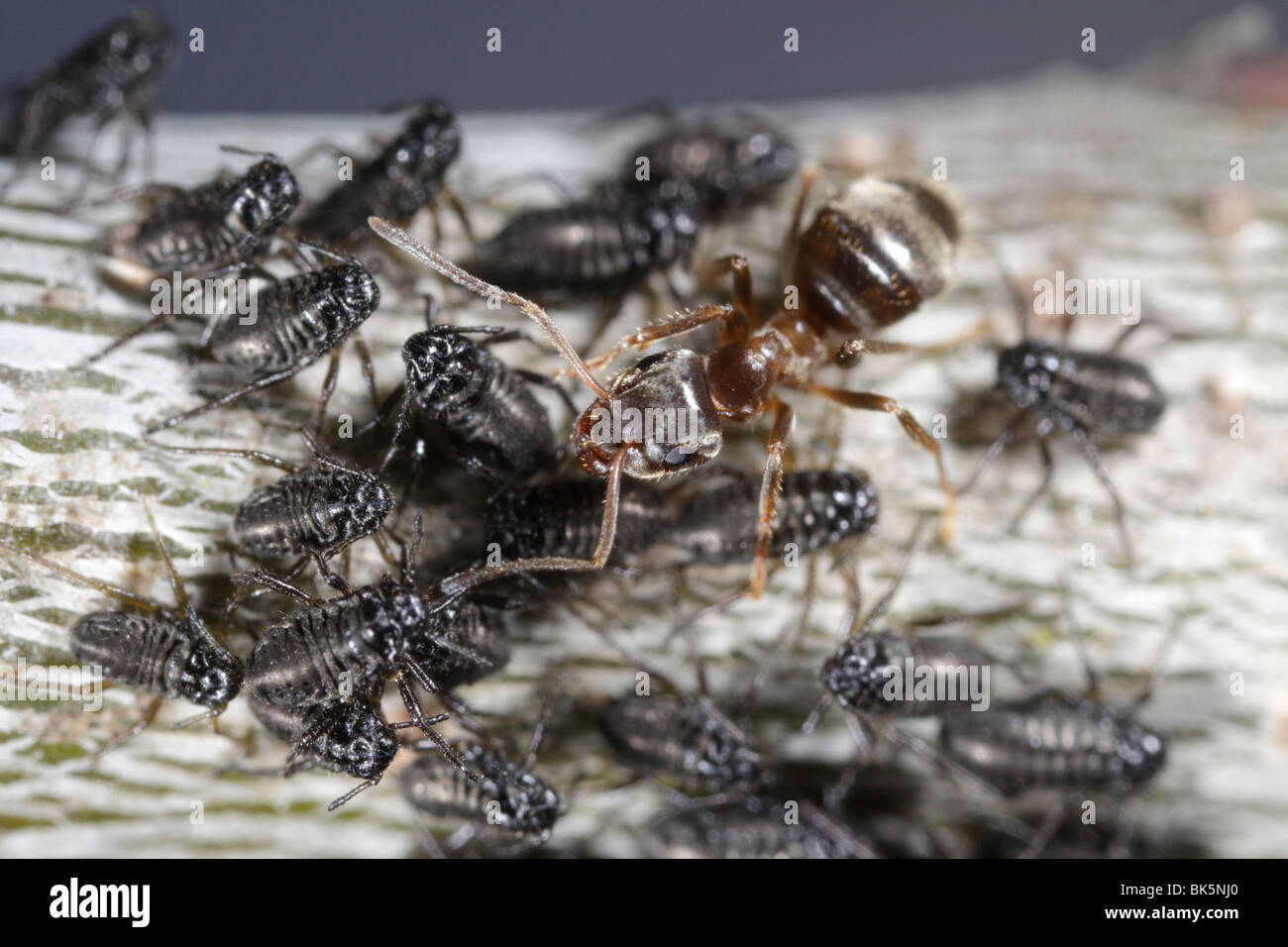 Ameisen (Lasius Niger, schwarze Garten Ameise) tendenziell Blattläuse (manchmal Roboris) auf einer Eiche Stockfoto