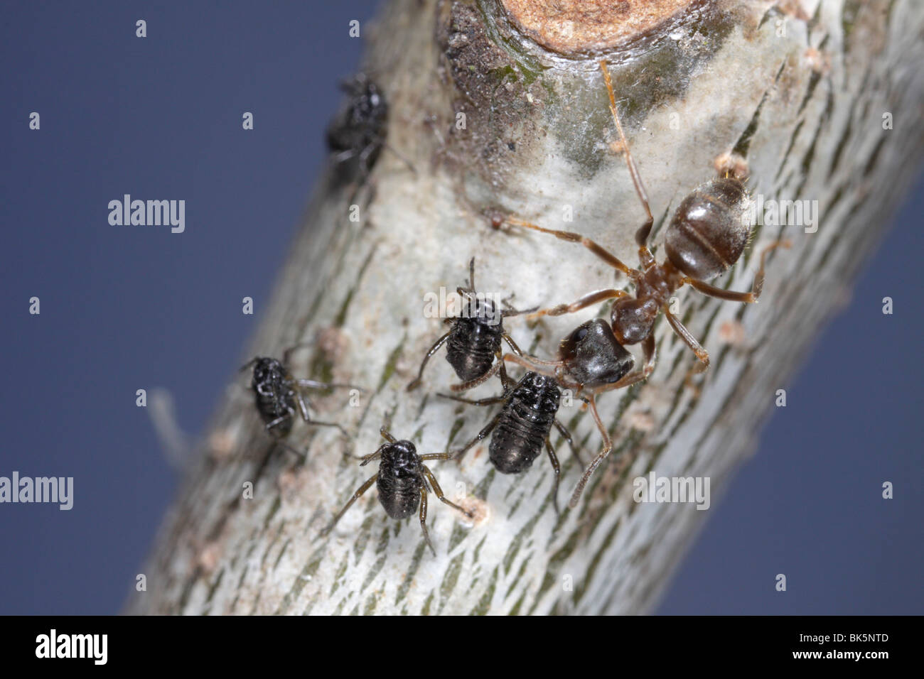 Ameisen (Lasius Niger, schwarze Garten Ameise) tendenziell Blattläuse (manchmal Roboris) auf einer Eiche Stockfoto