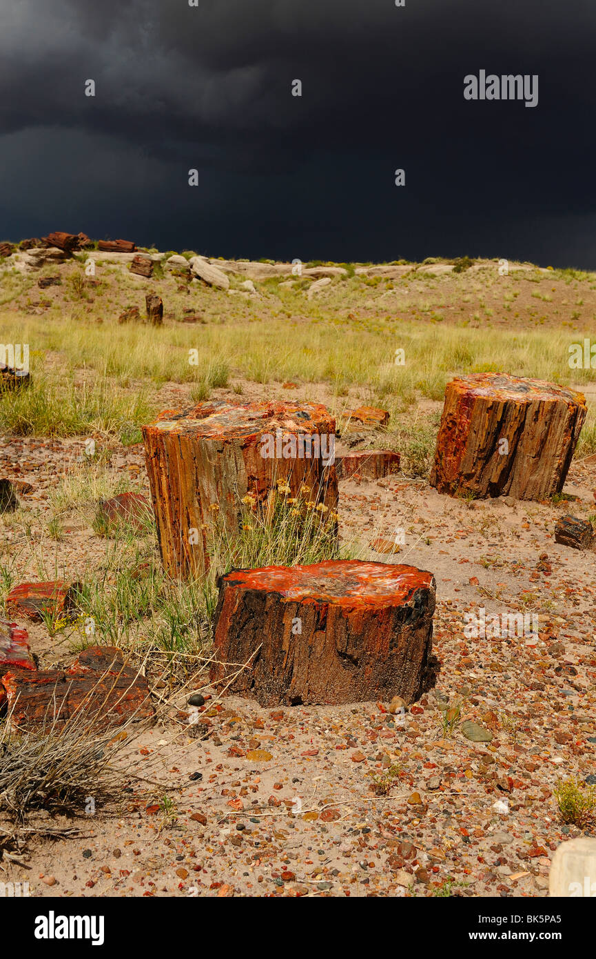 Versteinerte Bäume Stamm im Petrified Forest National Park, Arizona, USA Stockfoto