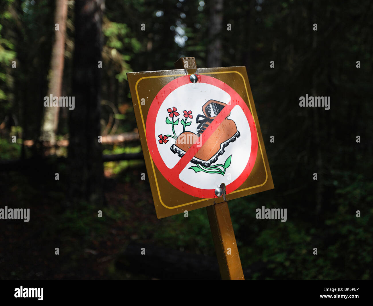Treten Sie nicht auf Wildblumen Schild, Banff Nationalpark, Alberta, Kanada Stockfoto