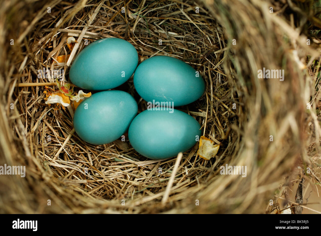 Robins Nest Stockfoto