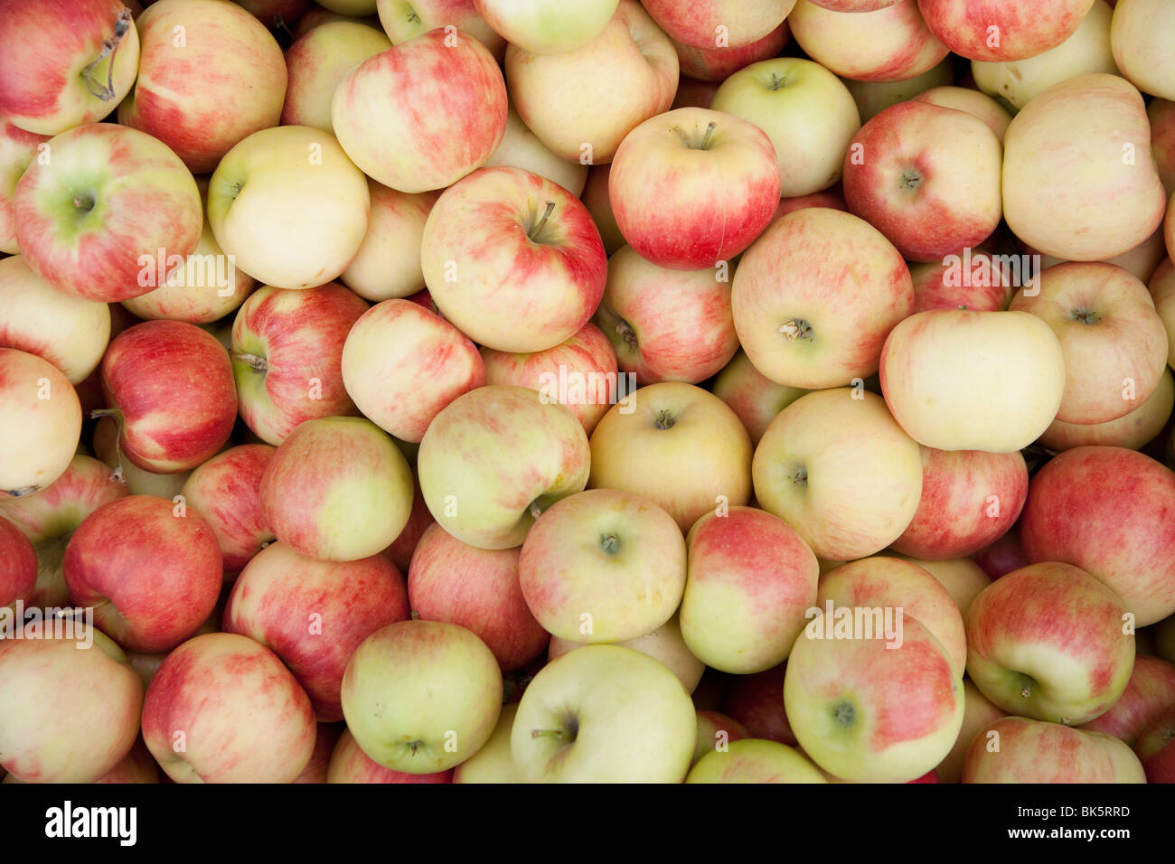 Bio Apfel Stockfoto