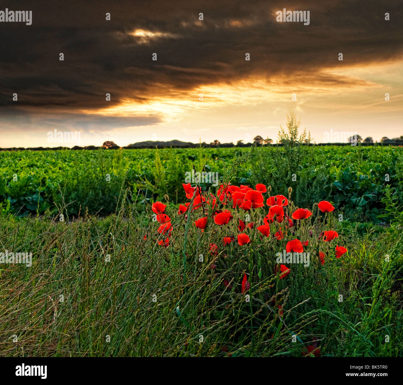 Mohnblumen in einer Nord-Norfolk-Feld bei Sonnenuntergang Stockfoto