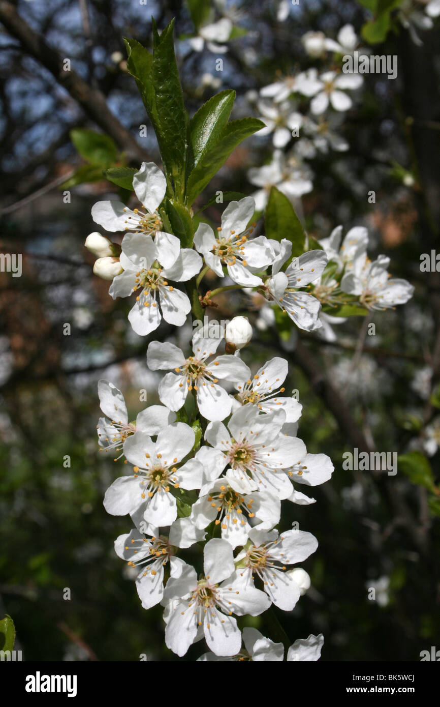 Schlehe Prunus Spinosa Blüte genommen am West Kirby, Wirral, UK Stockfoto