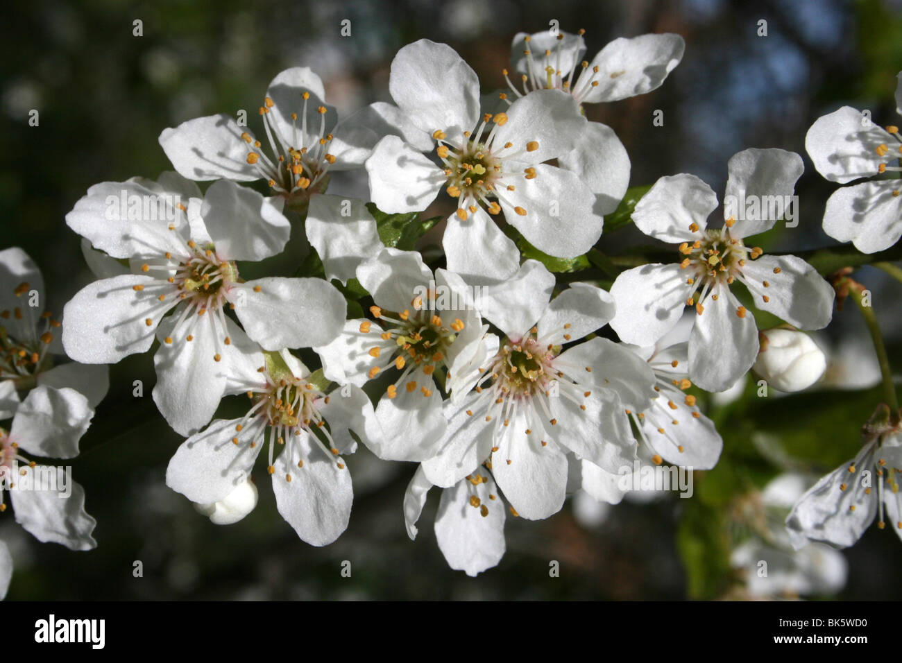 Schlehe Prunus Spinosa Blüte genommen am West Kirby, Wirral, UK Stockfoto