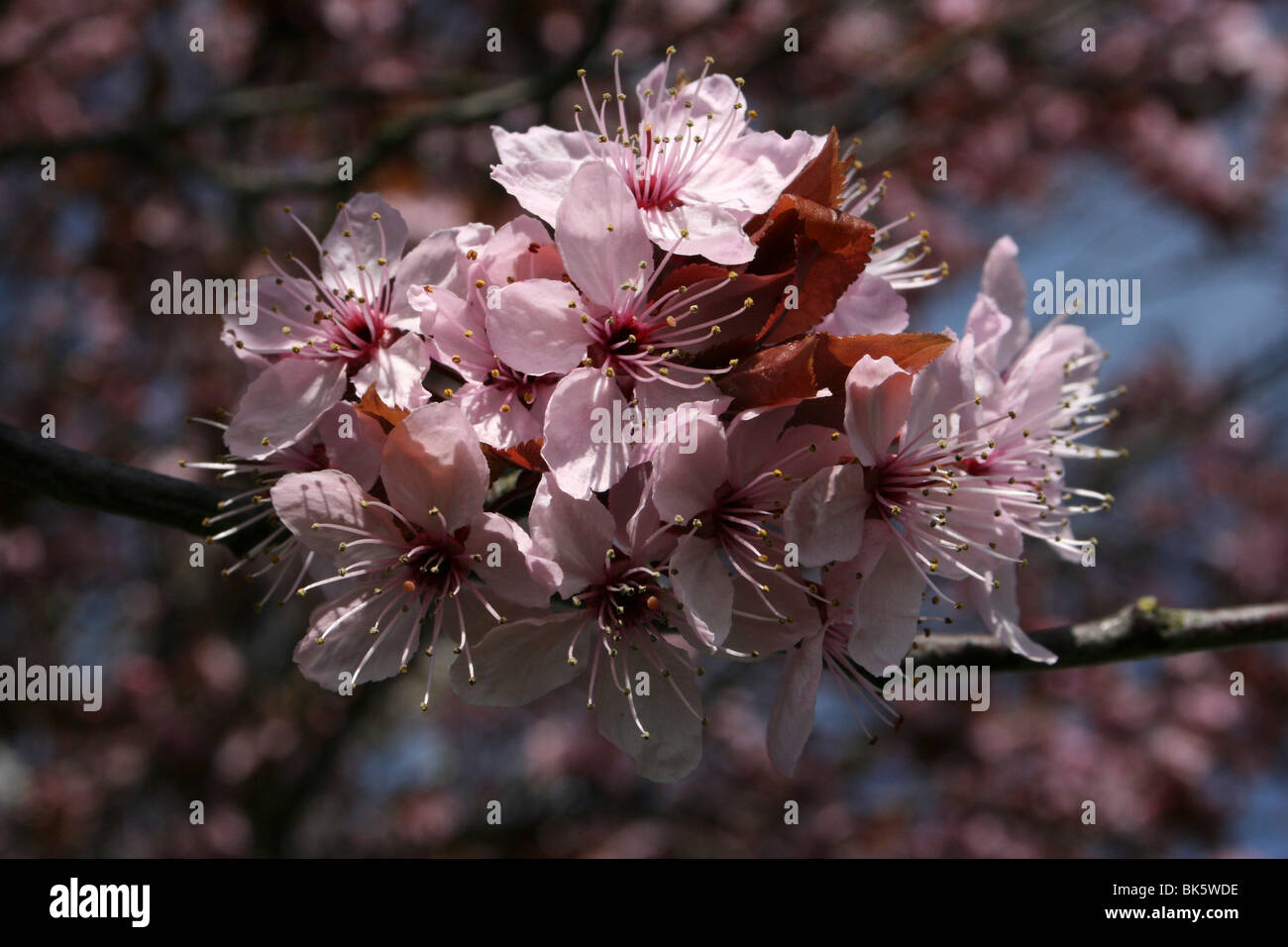 Kirschbaum Blüte am West Kirby, Wirral, UK Stockfoto