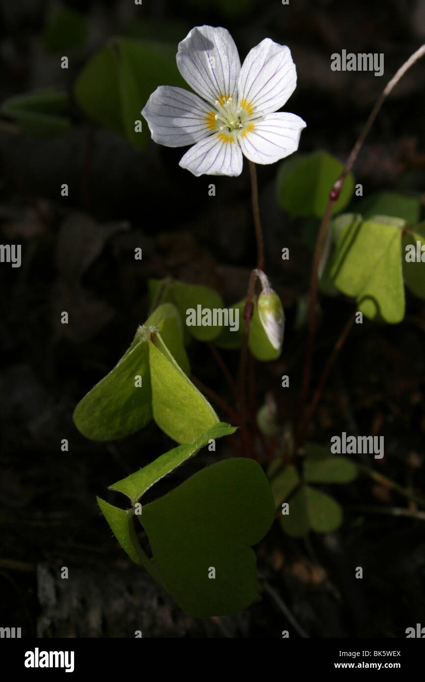 Sauerklee Oxalis Acetosella In Stapledon Woods, unitarischen Hill, Wirral, UK Stockfoto