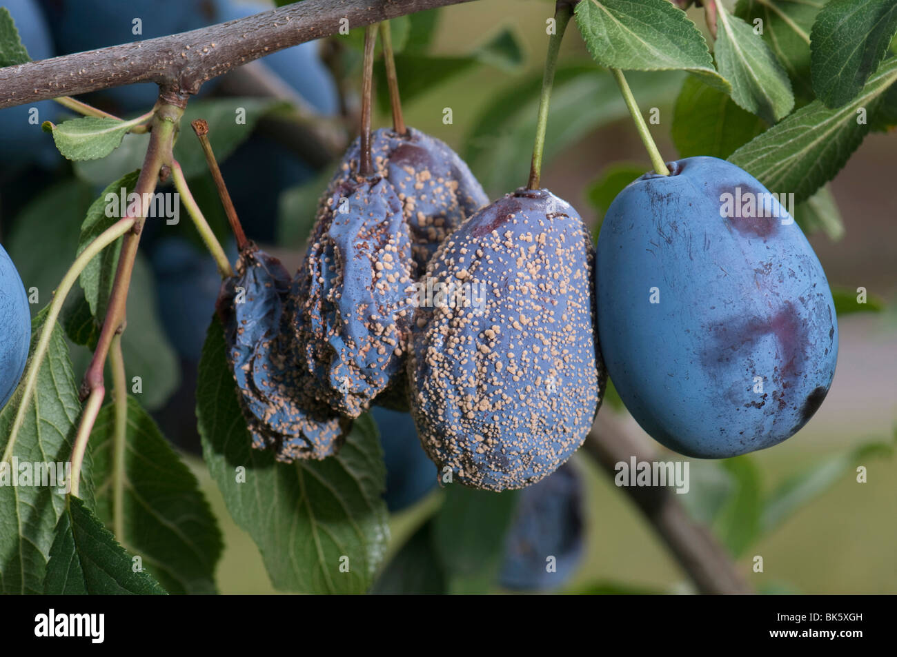 Europäische Braunfäule (Monilia Fructigena) auf europäische Pflaume, Pflaume (Prunus Domestica SSP. Domestica). Stockfoto