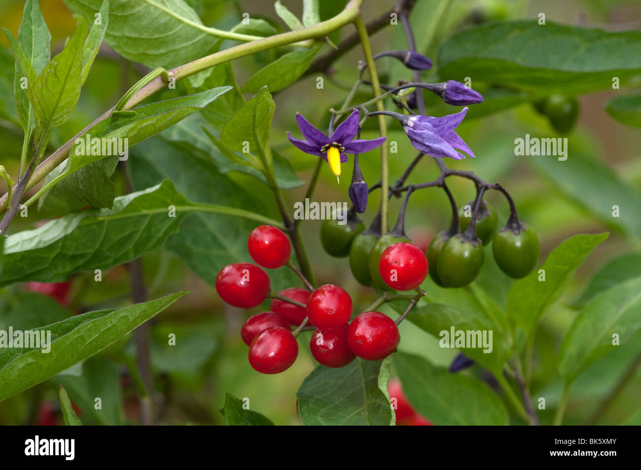 Bittersüße Nachtschatten, Tollkirsche (Solanum Dulcamara), Pflanze mit