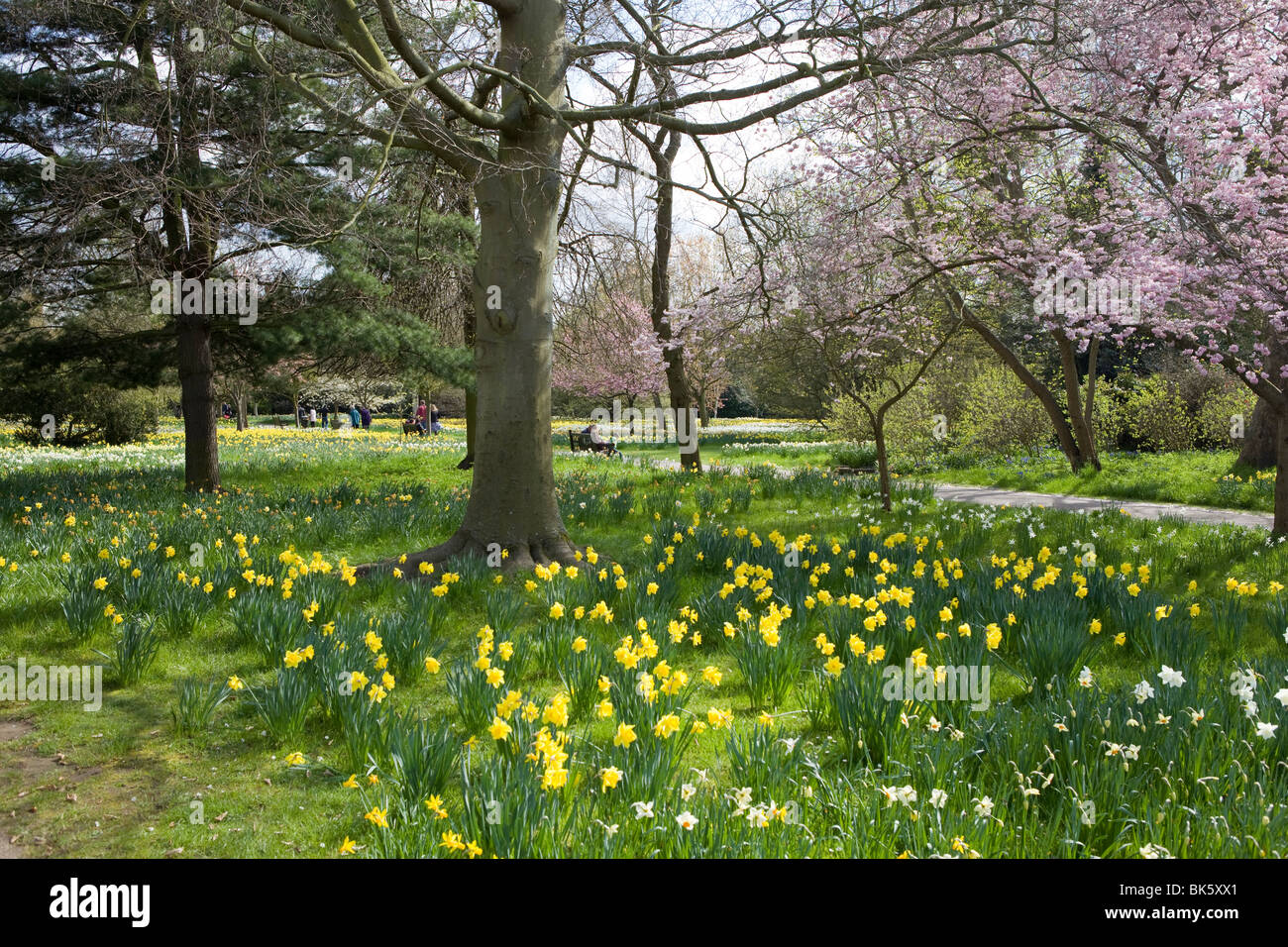 Frühling-Narzissen in den Gärten rund um Hampton Court Palace Stockfoto