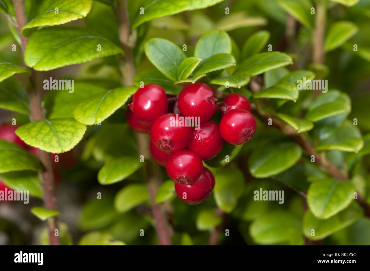 Preiselbeere, Foxberry, Bog Preiselbeere (Vaccinium Vitis-Idaea), Pflanze mit reifen Früchten. Stockfoto