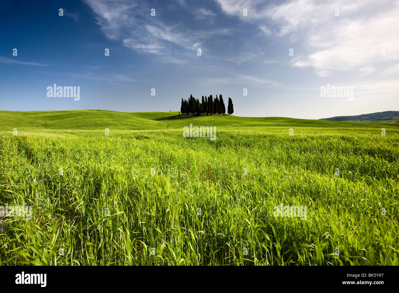 Gruppe von Zypressen auf Bergrücken oberhalb Feld von Getreide, in der Nähe von San Quirico d ' Orcia, Toskana, Italien, Europa Stockfoto