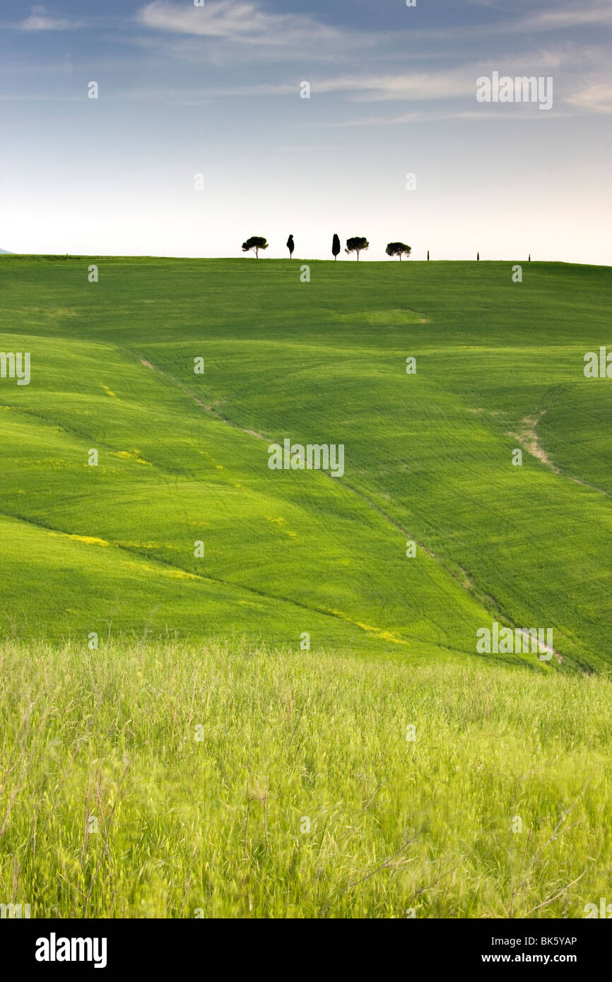Bäume auf Bergrücken oberhalb Feld von Getreide, in der Nähe von San Quirico d ' Orcia, Toskana, Italien, Europa Stockfoto