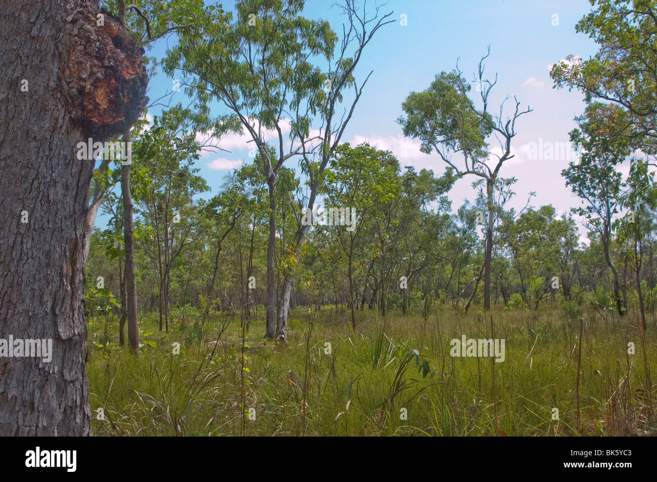 Australischen Busch, im Litchfield National Park Stockfoto