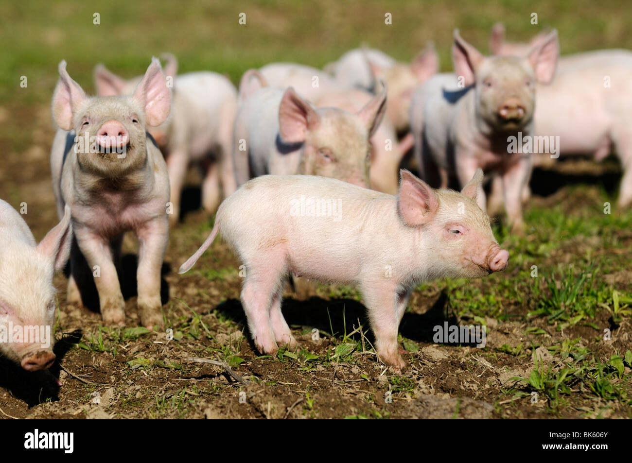 Stock Foto von Baby rosa Ferkel auf einer kommerziellen Schweinefarm in Frankreich. Stockfoto