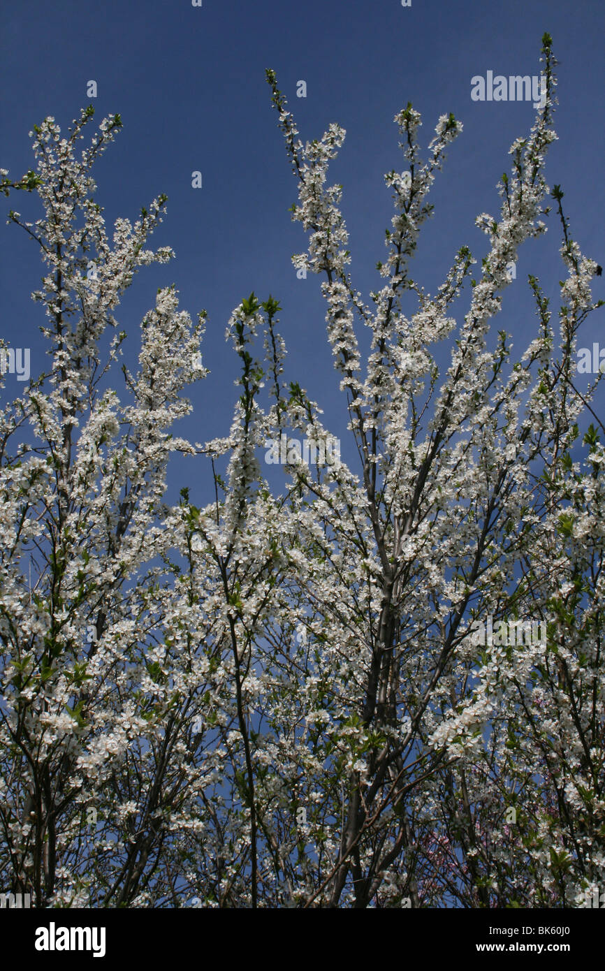 Schlehe Prunus Spinosa Blüte genommen am West Kirby, Wirral, UK Stockfoto