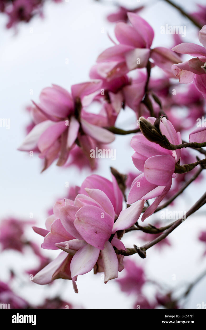 Campbells Magnolie (Magnolia Campbellii var. Mollicomata) Stockfoto