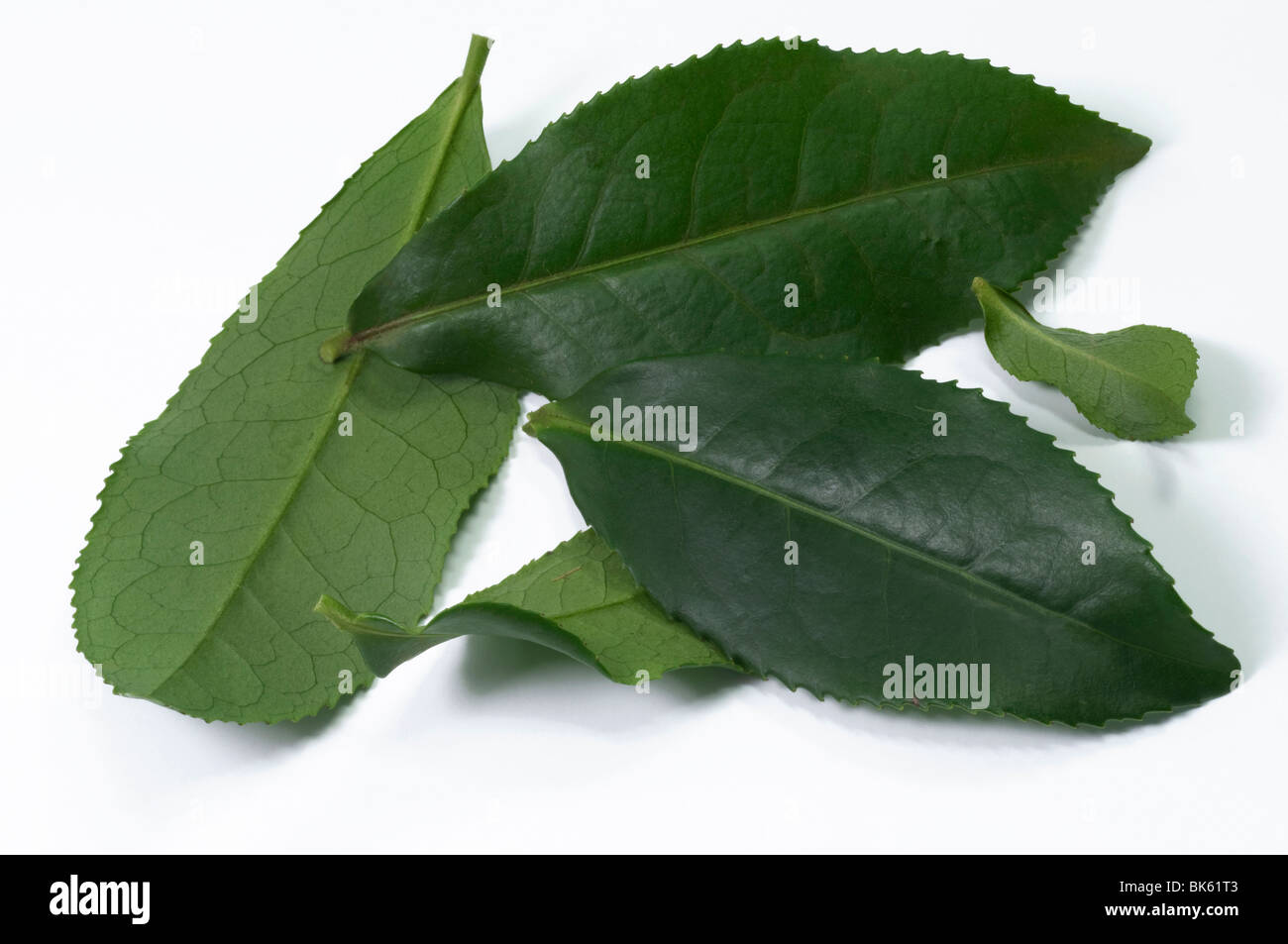 Teepflanze (Camellia Sinensis), grüne Blätter, Studio Bild. Stockfoto