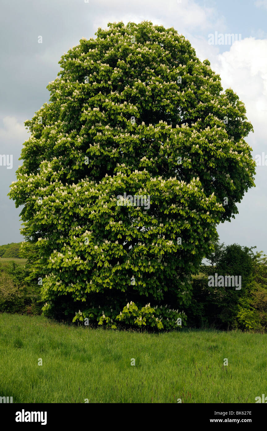 Rosskastanie (Aesculus Hippocastanum), Baum in Blüte. Stockfoto
