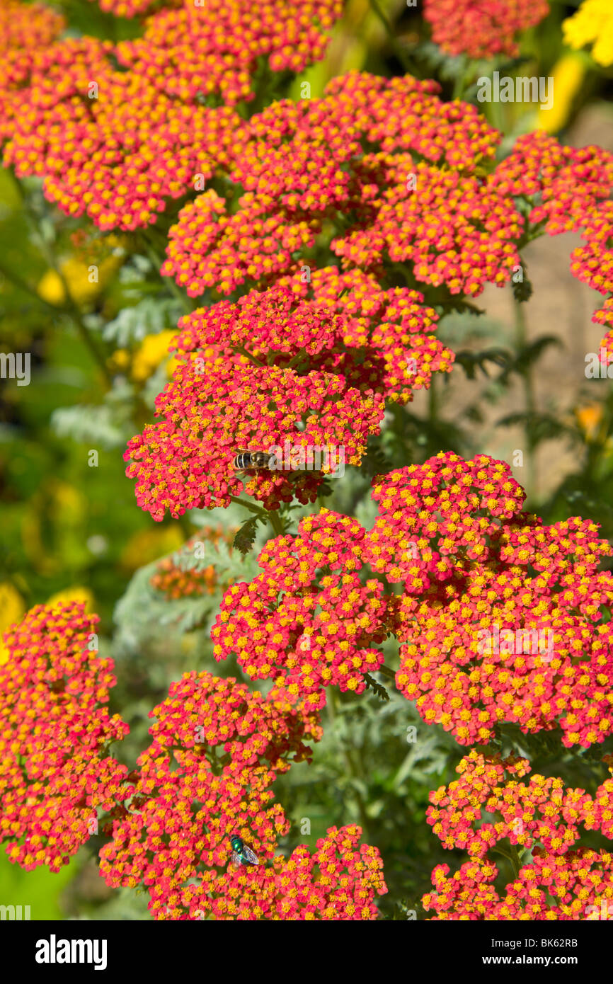 Achillea mit einer Schwebfliege, wächst in einer mehrjährigen Grenze, Wirral, England Stockfoto