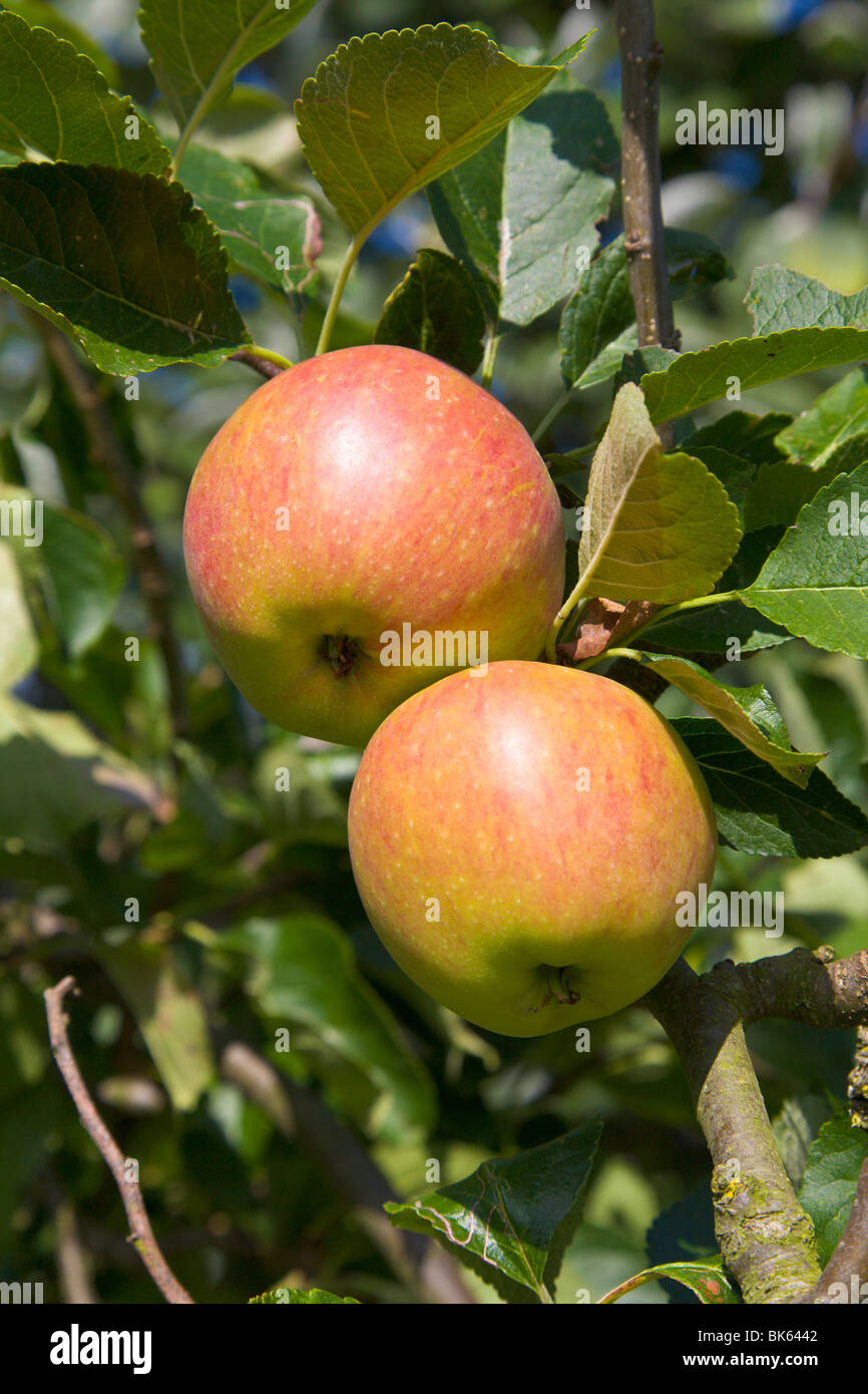 Äpfel wachsen an einem Baum, Wirral, England Stockfoto
