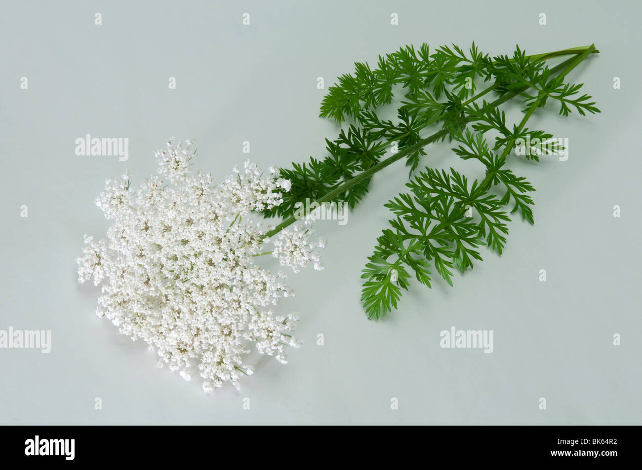 Wilde Möhre (Daucus Carota). Blüte, Stängel und Blätter, Studio Bild Stockfotografie Alamy