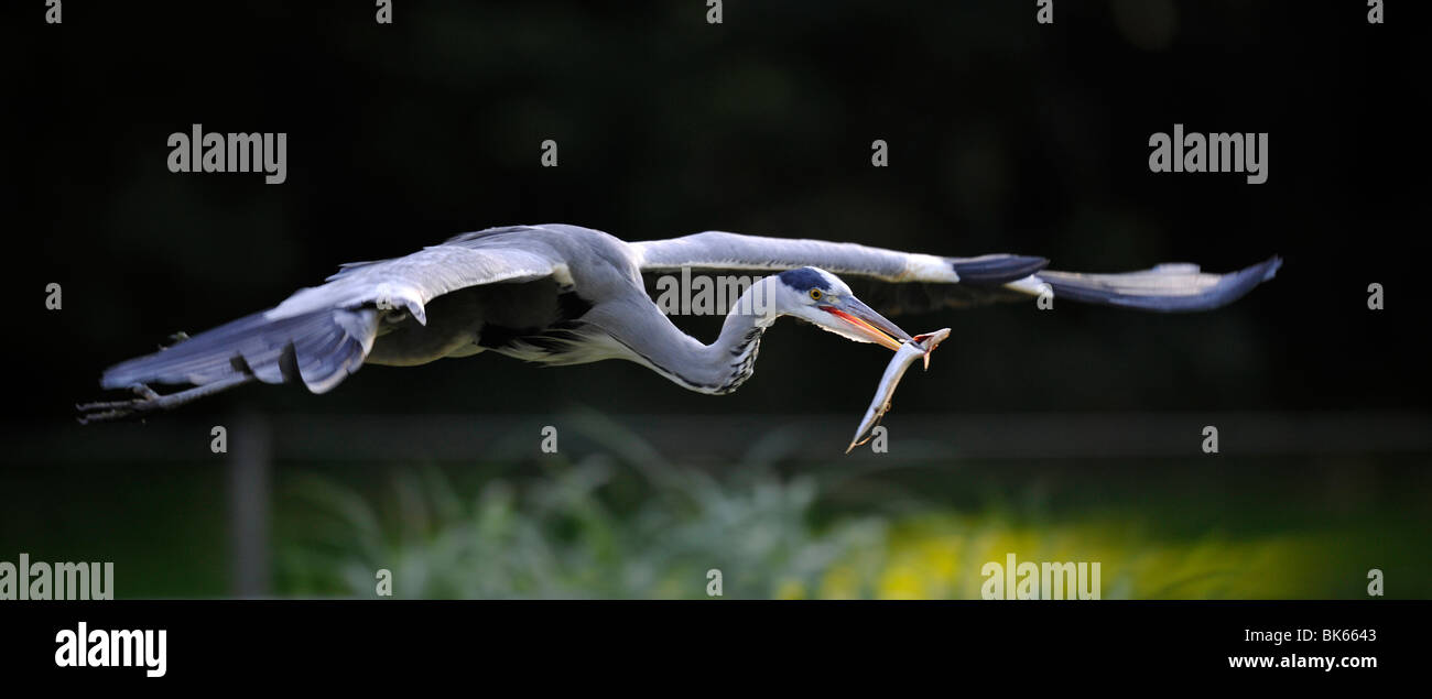 Graureiher (Ardea cinerea) im Flug Stockfoto