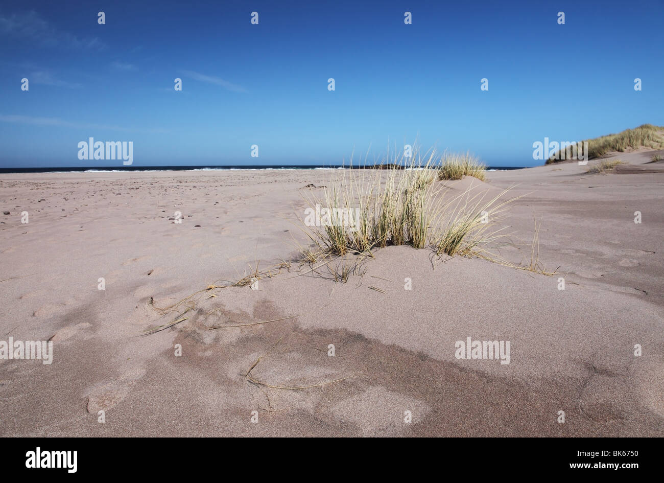 Dünengebieten Grass Ammophila Arenaria mit Dune Forming dahinter Sandwood Bay Westküste von Schottland Stockfoto
