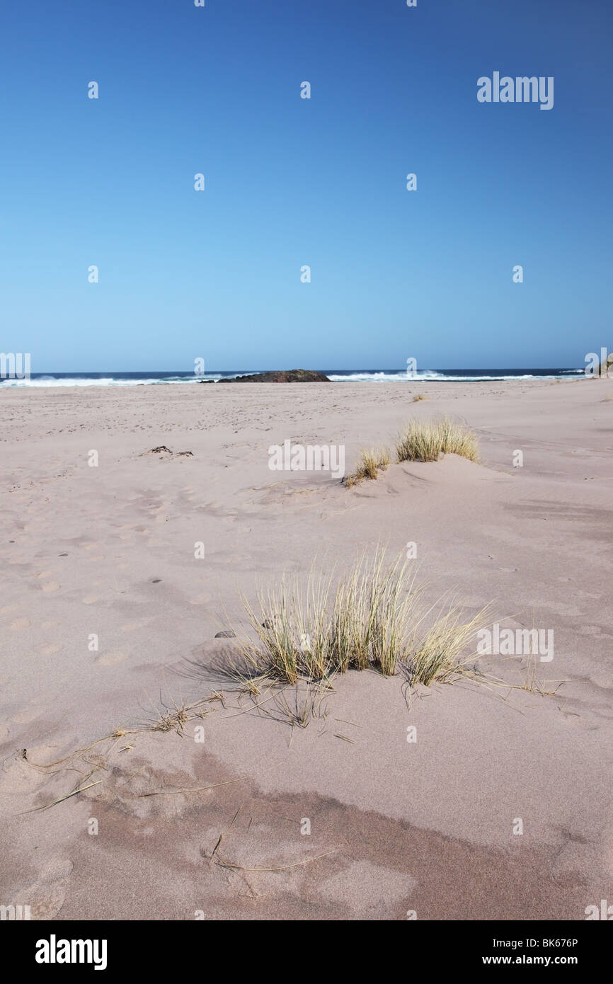 Dünengebieten Grass Ammophila Arenaria mit Dune Forming dahinter Sandwood Bay Sutherland Westküste von Schottland Stockfoto