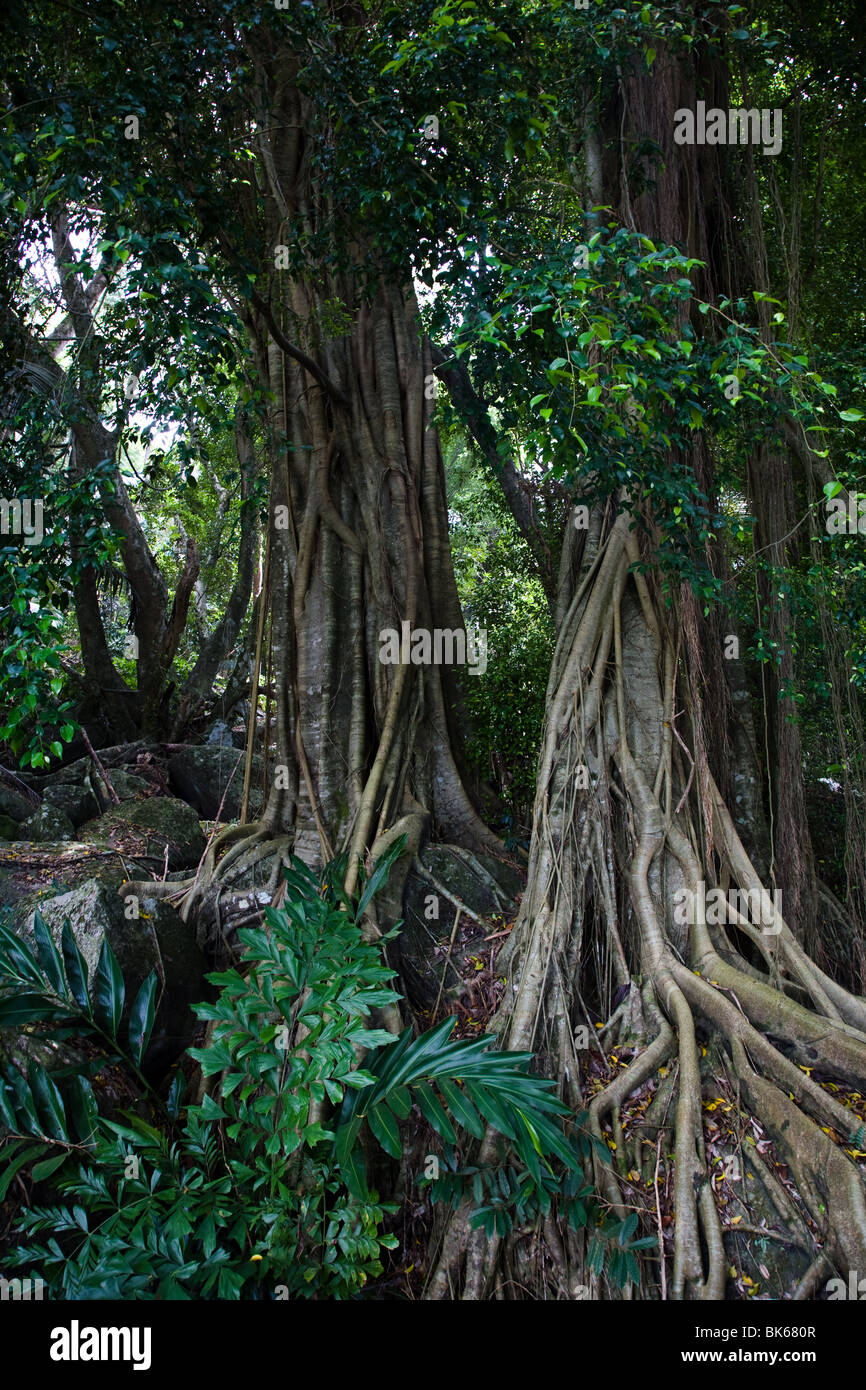 Regenwald Dschungel Tioman Island Flora und fauna Stockfoto