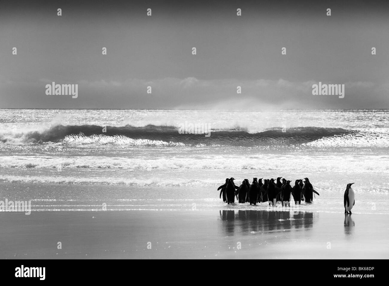 Königspinguine auf Volunteer point East Falkland Stockfoto