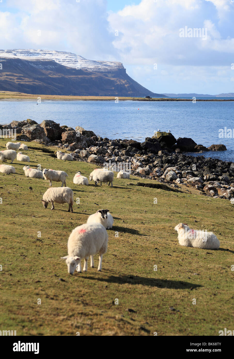 Schafbeweidung von Loch Na tops Keal an einem schönen Frühlingstag mit schneebedeckten Felsen am Gribun, Isle of Mull Stockfoto