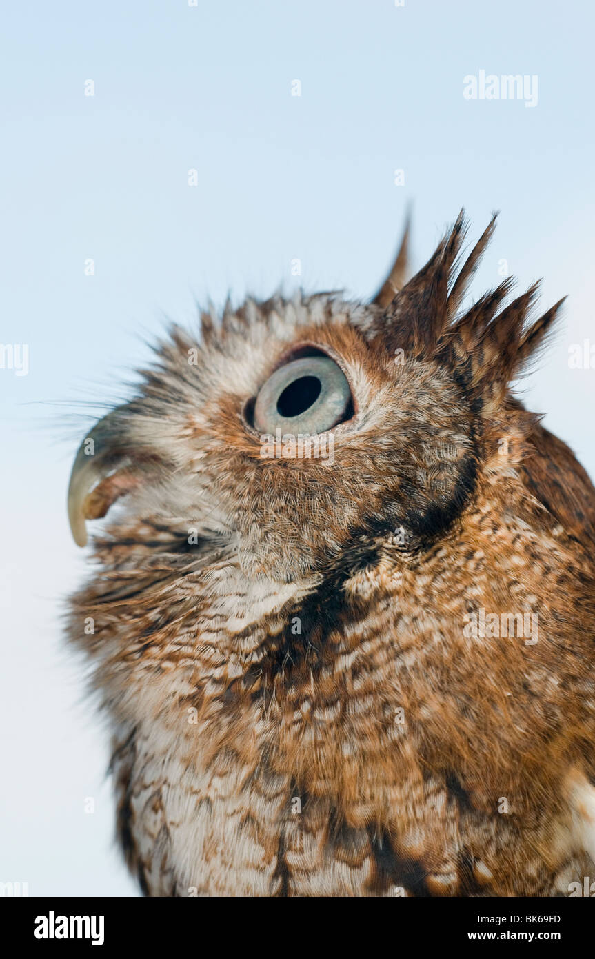 Ost-Kreischeule Stockfoto