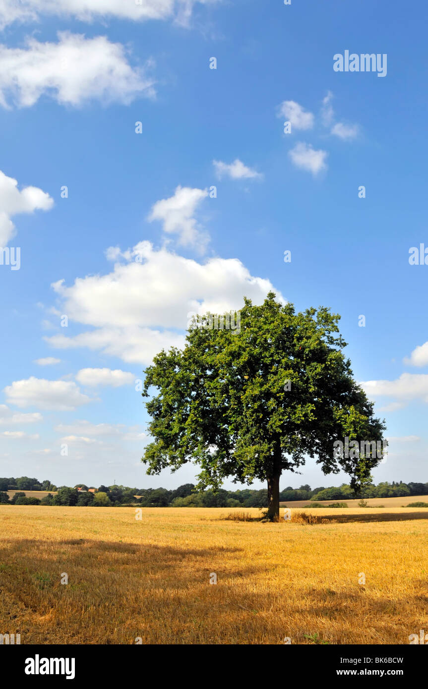 Sommeransicht isoliertes einzelnes reifes Exemplar Eiche in Bauernhoffeld eine Landschaft mit Kopierraum an einem Tag des blauen Himmels in Essex England Großbritannien Stockfoto